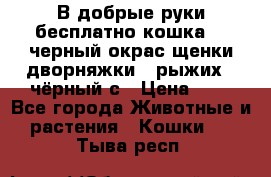 В добрые руки бесплатно,кошка,2.5черный окрас,щенки дворняжки,3 рыжих 1 чёрный,с › Цена ­ - - Все города Животные и растения » Кошки   . Тыва респ.